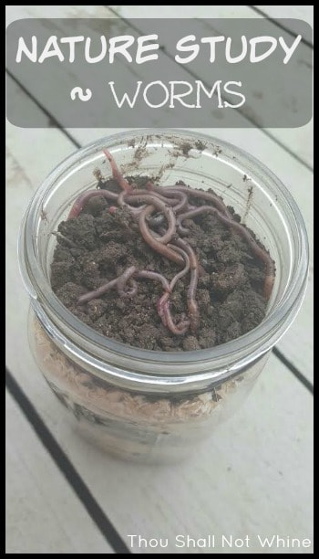 Nature Study ~ Worms