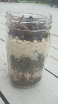 Nature Study ~ Worms