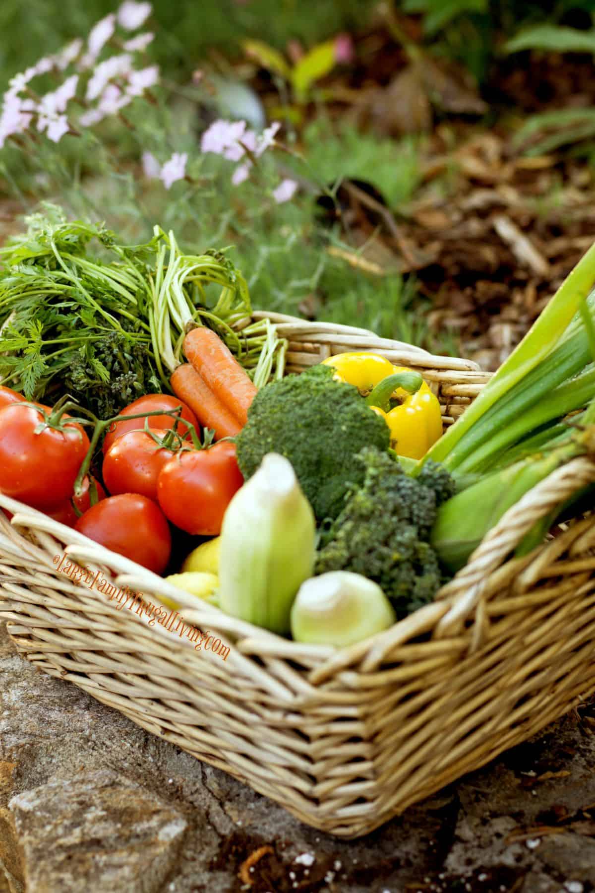 Basket of garden fresh veggies sitting on rock