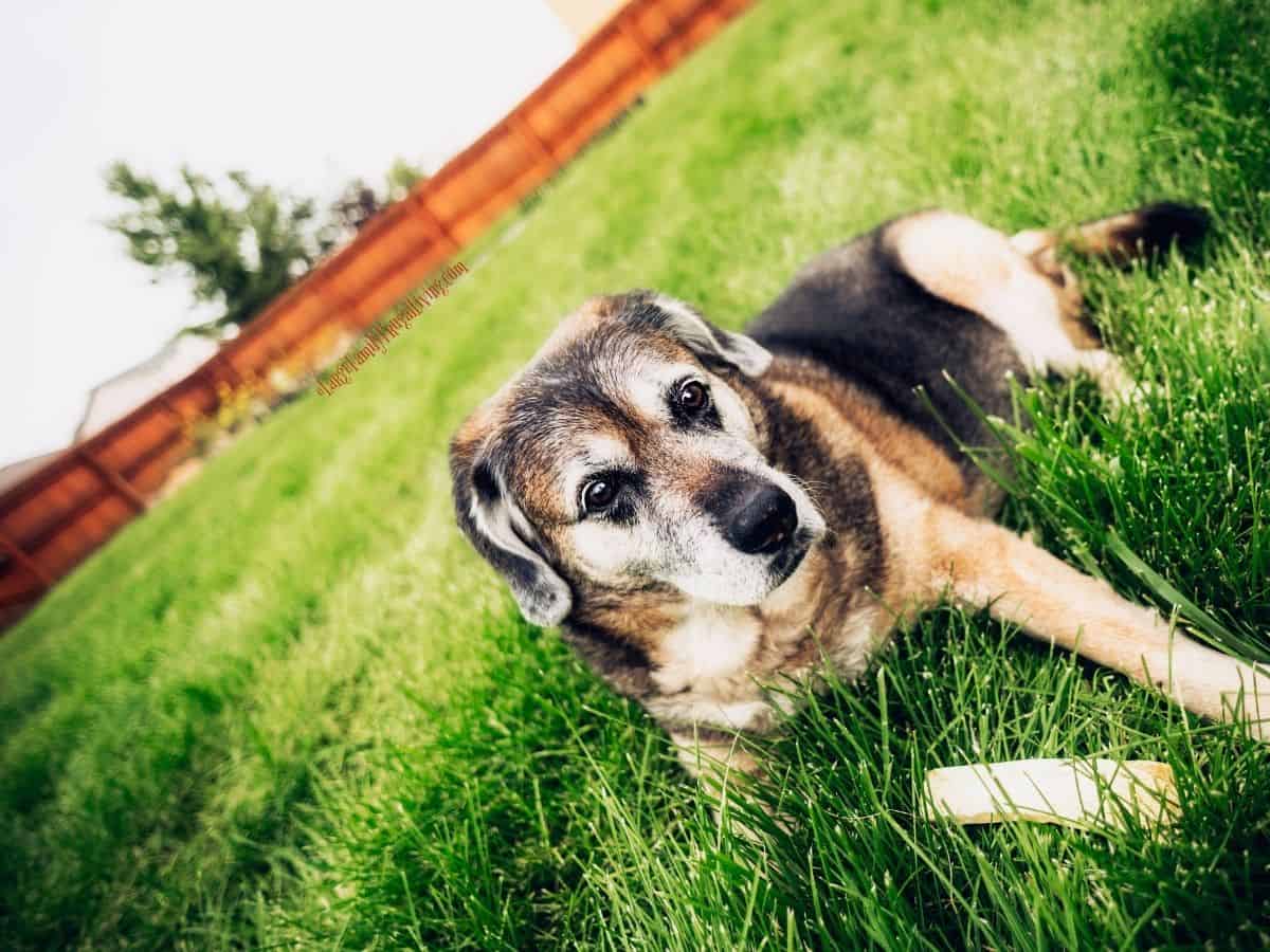 Older dog laying in the grass