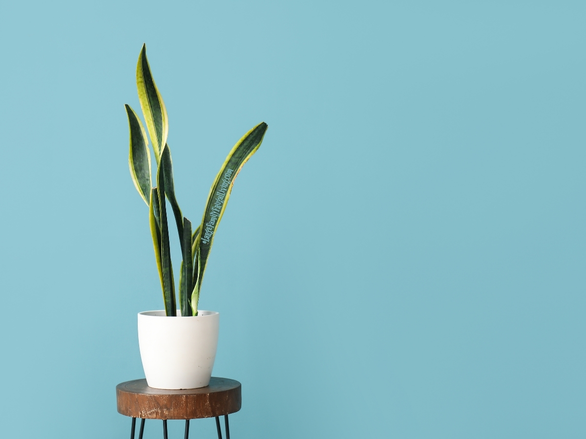 Tall snake plant in white pot on a wood and metal stool with a blue background